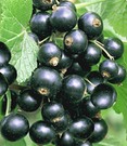 Schwarze-Johannisbeere-Eis